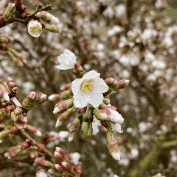 PRUNUS x incisa 'Kojo no mai' – Image 3