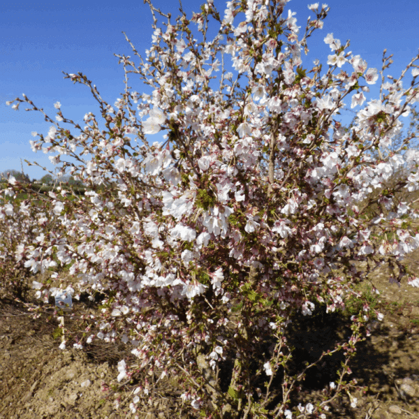 PRUNUS x incisa 'Kojo no mai' – Image 2