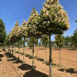PRUNUS lusitanica