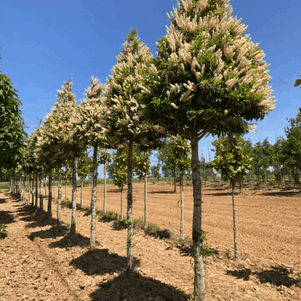 PRUNUS lusitanica