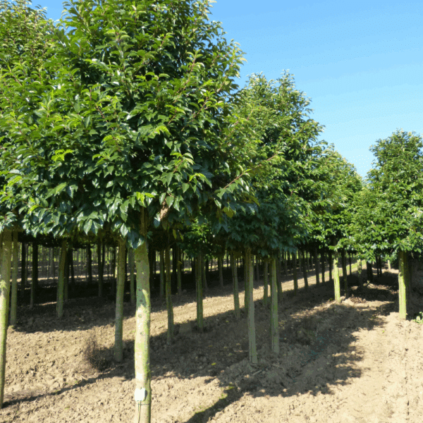 PRUNUS lusitanica – Image 2