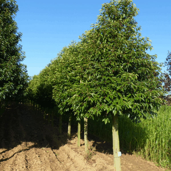 PRUNUS lusitanica – Image 6