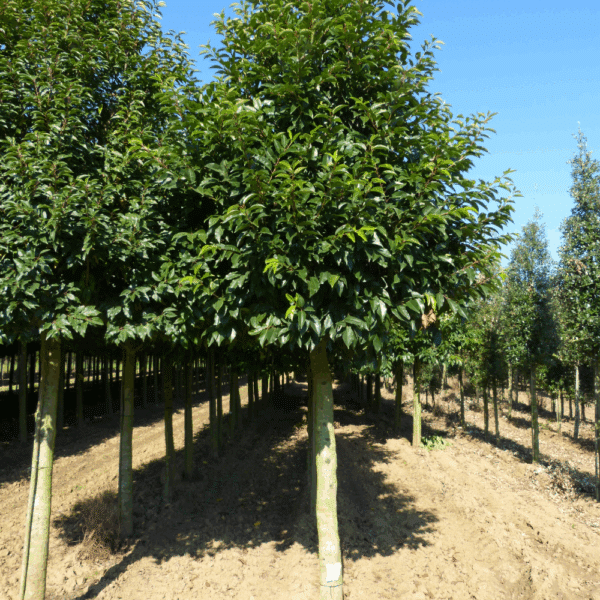 PRUNUS lusitanica – Image 5