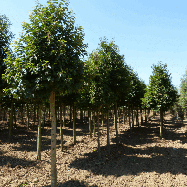 PRUNUS lusitanica – Image 4