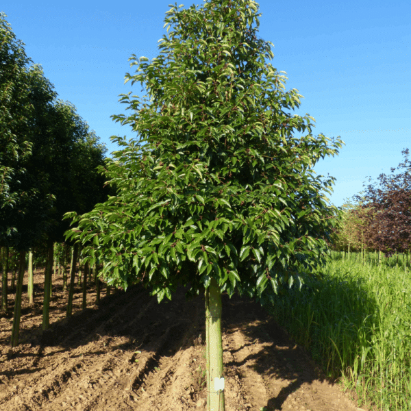 PRUNUS lusitanica – Image 3