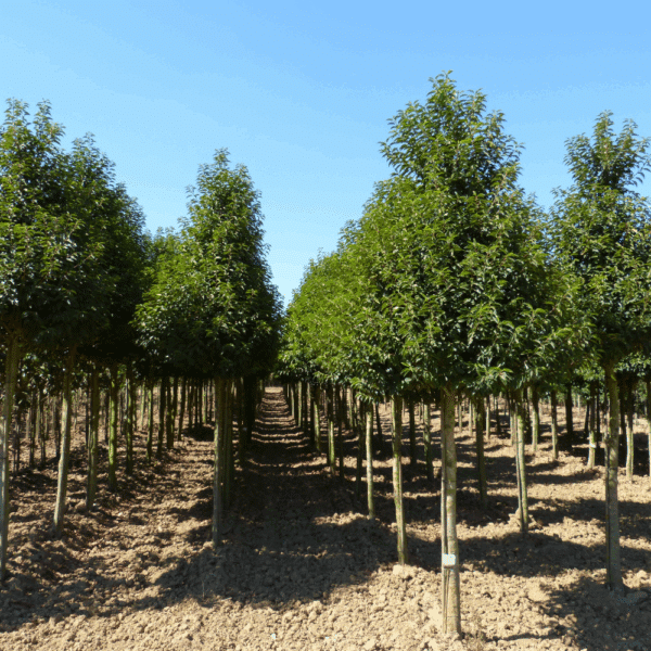 PRUNUS lusitanica 'Angustifolia' – Image 6