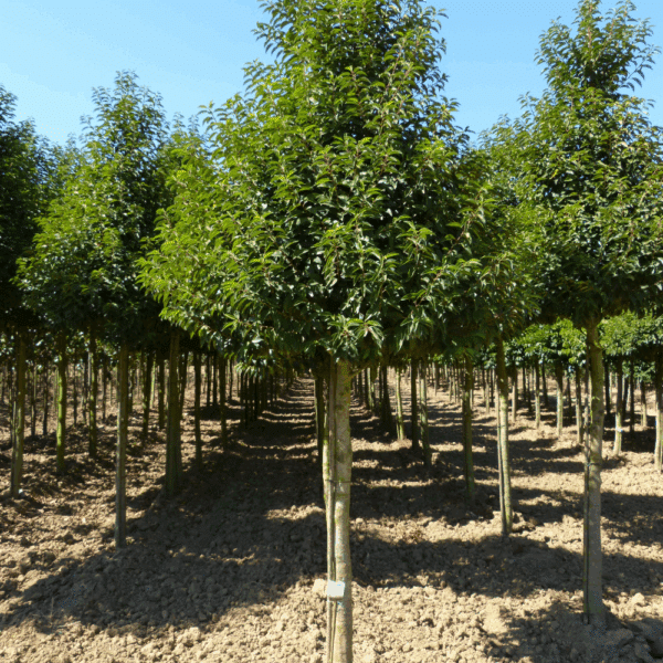 PRUNUS lusitanica 'Angustifolia' – Image 2