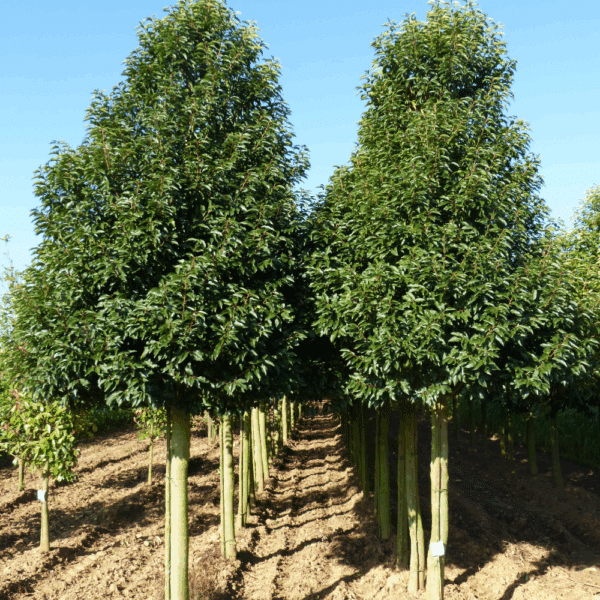 PRUNUS lusitanica 'Angustifolia' – Image 4