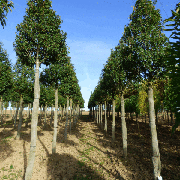 PRUNUS lusitanica 'Angustifolia' – Image 3