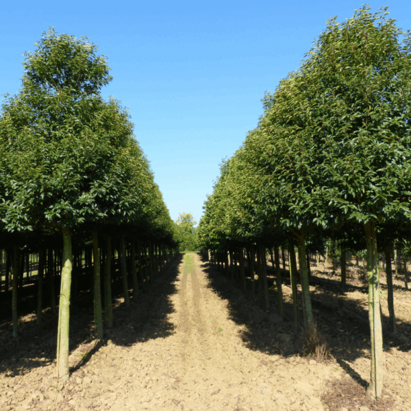 PRUNUS lusitanica 'Angustifolia' – Image 7