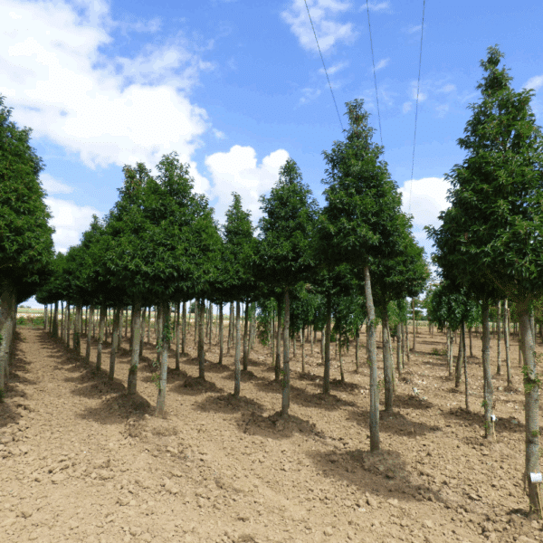 PRUNUS lusitanica 'Angustifolia' – Image 5