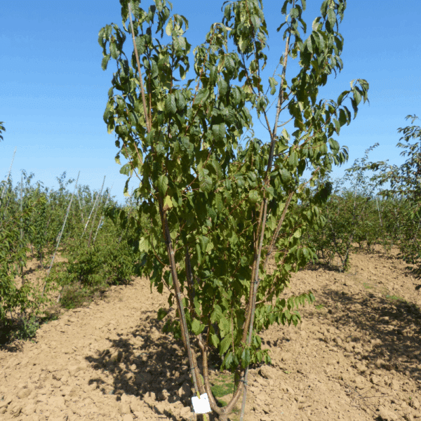 PRUNUS maackii – Image 4