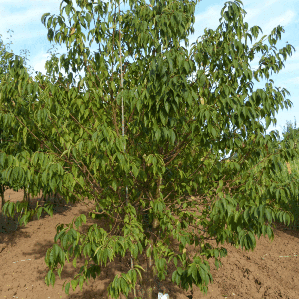 PRUNUS maackii – Image 7