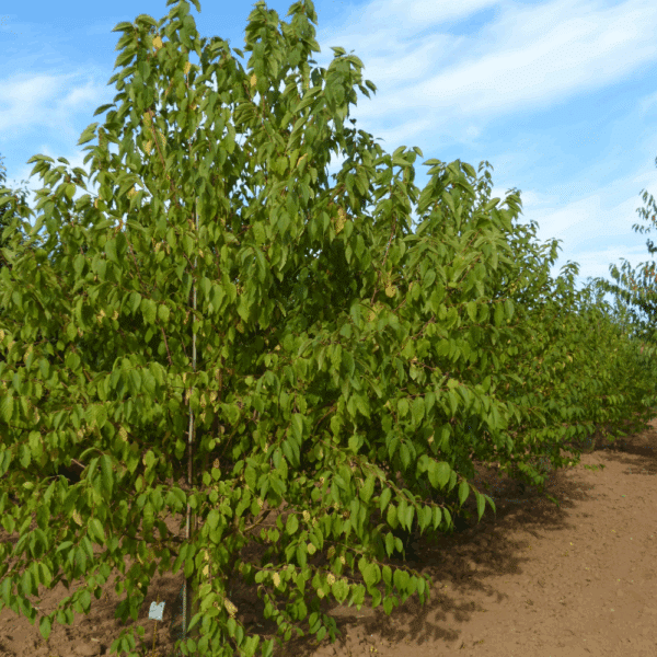 PRUNUS maackii – Image 5
