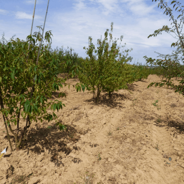 PRUNUS maackii – Image 8