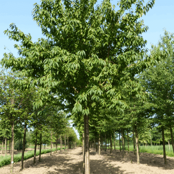 PRUNUS maackii – Image 2