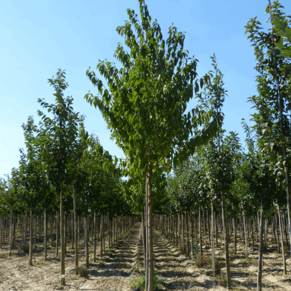 PRUNUS maackii – Image 6