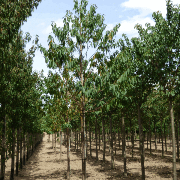 PRUNUS maackii – Image 3