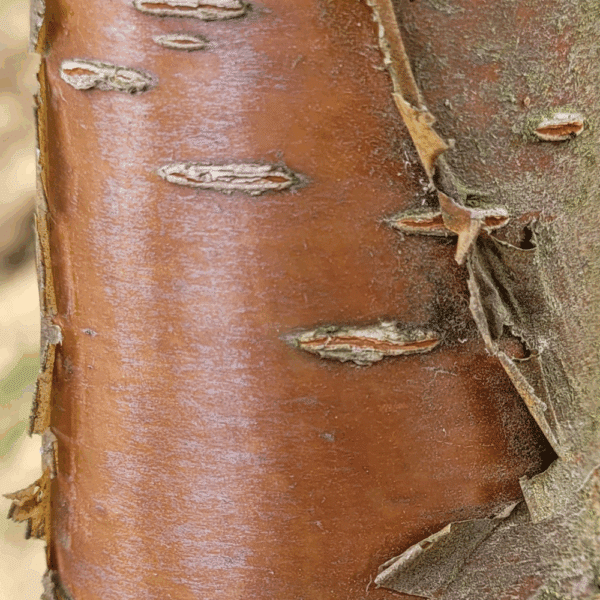 PRUNUS maackii 'Amber Beauty' – Image 3