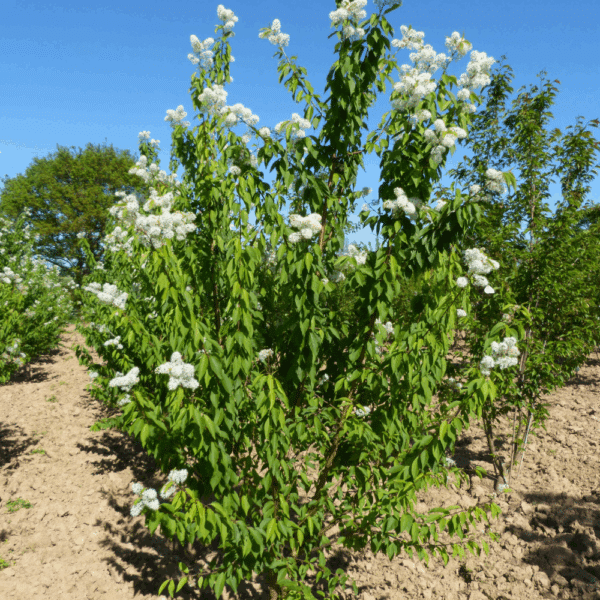 PRUNUS maackii 'Amber Beauty' – Image 2