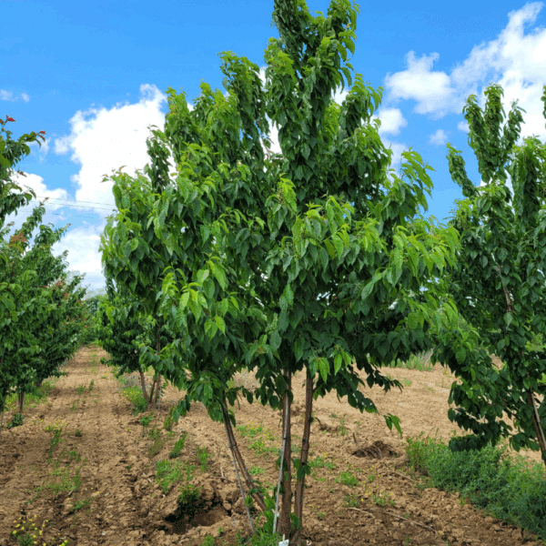 PRUNUS maackii 'Amber Beauty' – Image 4