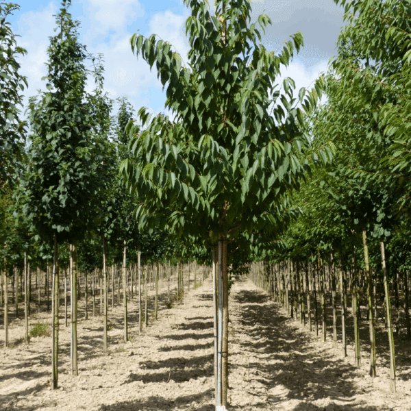 PRUNUS maackii 'Amber Beauty' – Image 7