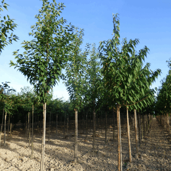PRUNUS maackii 'Amber Beauty' – Image 6