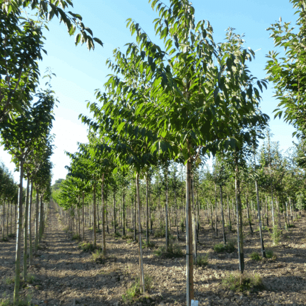 PRUNUS maackii 'Amber Beauty' – Image 5