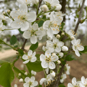 PRUNUS mahaleb