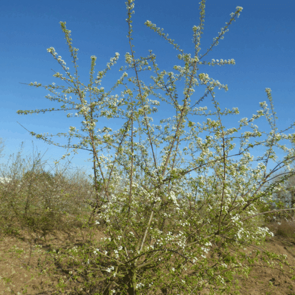 PRUNUS mahaleb – Image 2