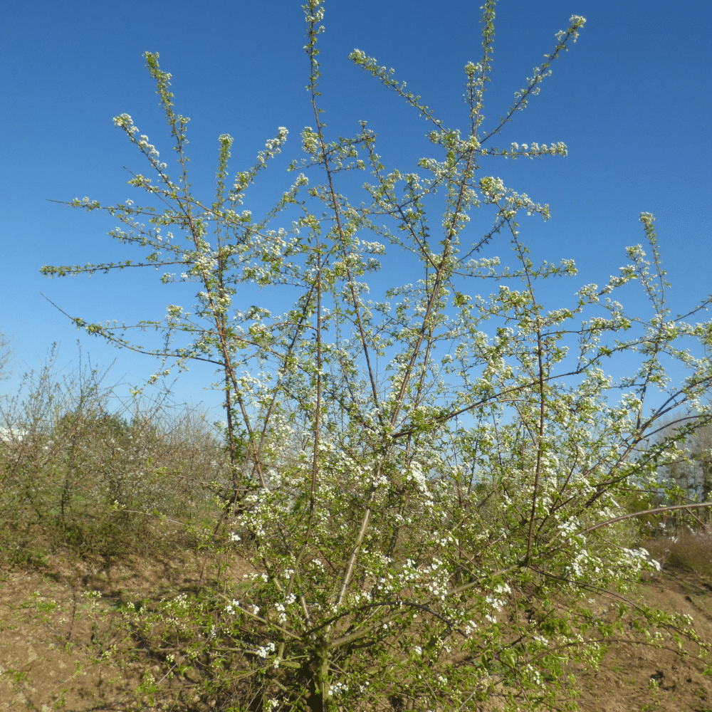 thumbnail image 2 of Mahaleb Prunus Cherry Mahleb Whole Spice By NY Spice Shop 2 of 6