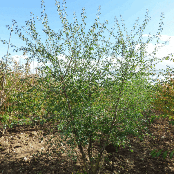 PRUNUS mahaleb – Image 8