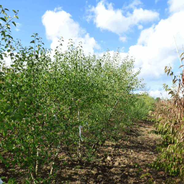 PRUNUS mahaleb – Image 7