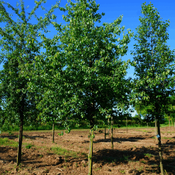 PRUNUS mahaleb – Image 5