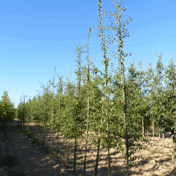PRUNUS mahaleb – Image 6
