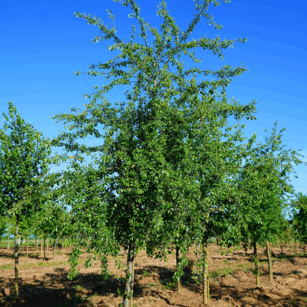 PRUNUS mahaleb – Image 3