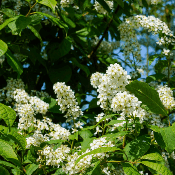 PRUNUS padus – Image 7