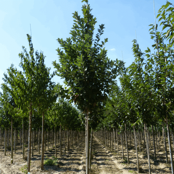 PRUNUS padus – Image 9