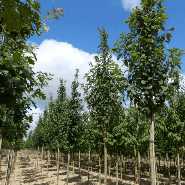 PRUNUS padus – Image 8