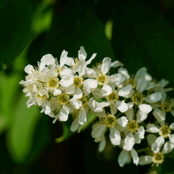 PRUNUS padus – Image 2