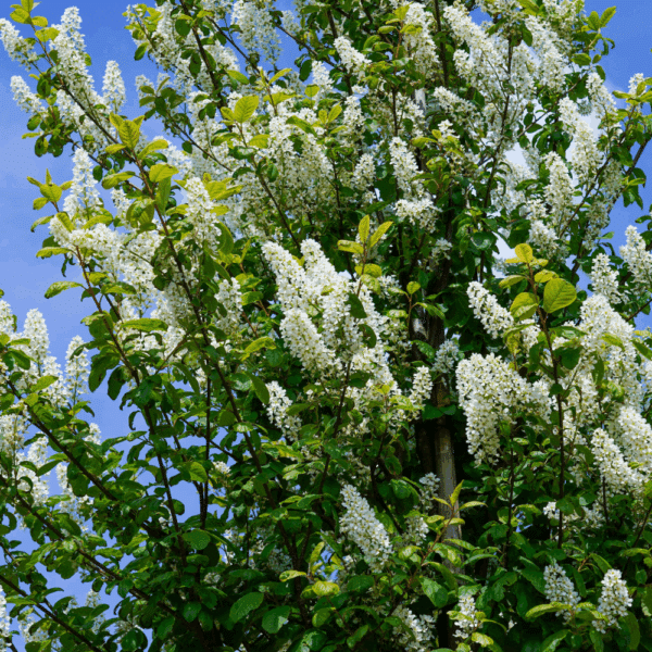 PRUNUS padus – Image 3