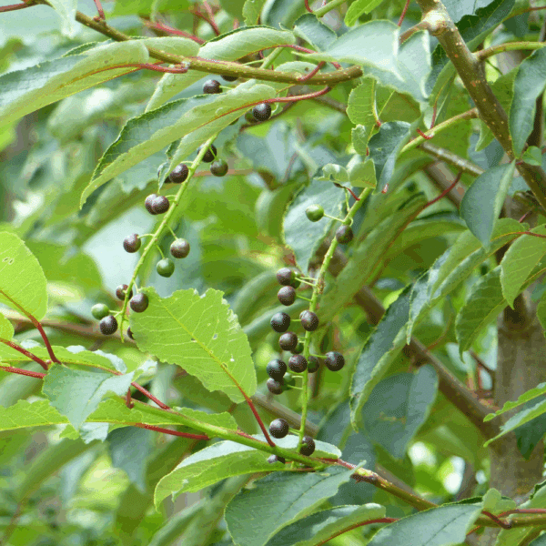 PRUNUS padus – Image 4