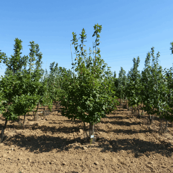 PRUNUS padus – Image 6