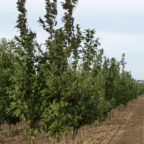 PRUNUS padus – Image 11