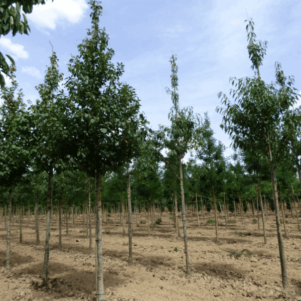 PRUNUS padus – Image 10