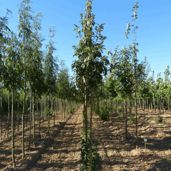 PRUNUS padus 'Albertii' – Image 2