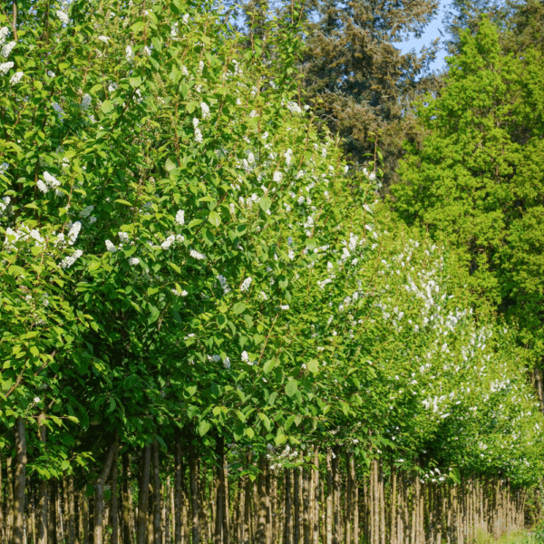 PRUNUS padus 'Tiefurt' – Image 5