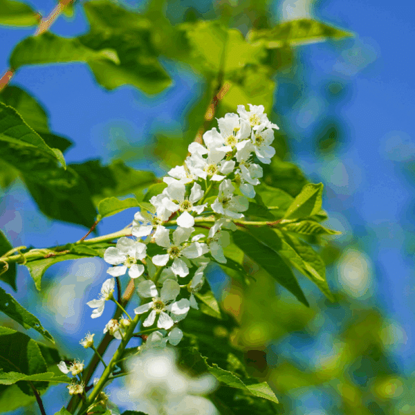 PRUNUS padus 'Tiefurt' – Image 3