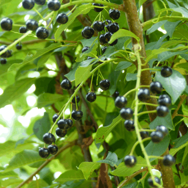 PRUNUS padus 'Tiefurt' – Image 4