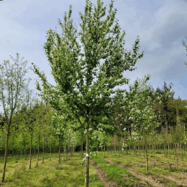 PRUNUS padus 'Tiefurt' – Image 2